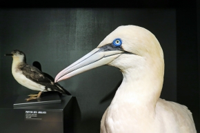 mobe orleans 8-2025 2553